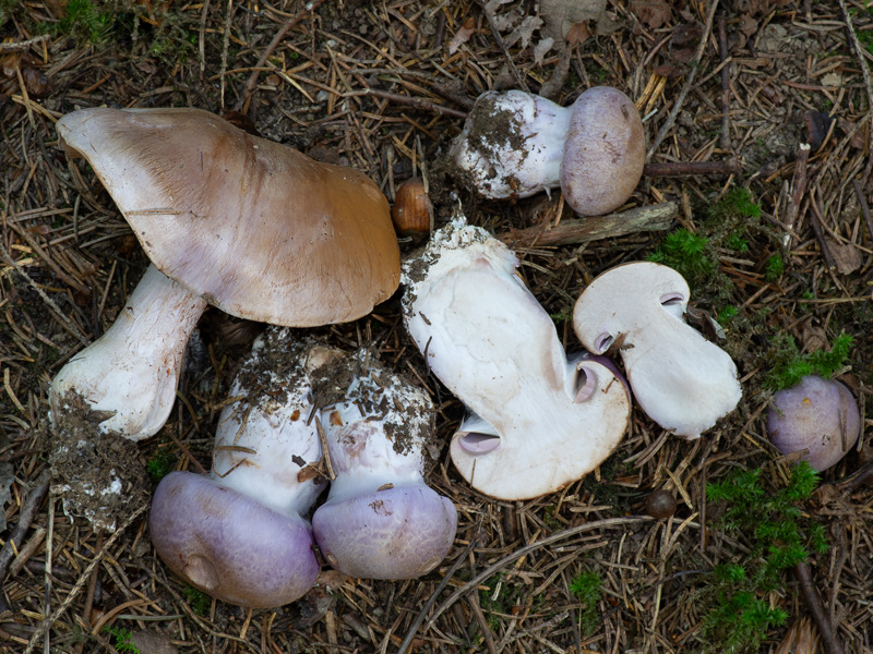 Cortinarius variicolor
